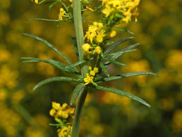 Dei fiori gialli in montagna - Galium verum